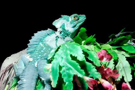 Plumed Basilisk on a branch on dark background