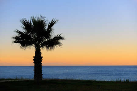 Palm trees sunset golden blue sky backlightの写真素材