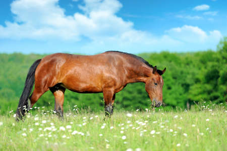 Horse in meadowの写真素材