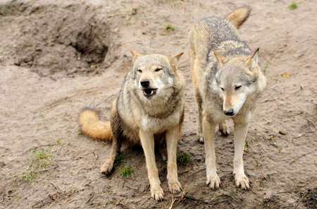 Timber Wolf (Canis lupus)の写真素材