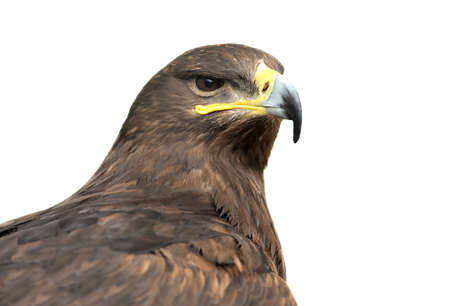 Eagle isolated on whiteの写真素材