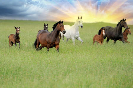 Horse in meadowの写真素材