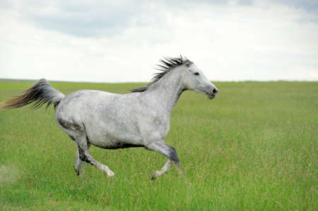 Horse in meadowの写真素材