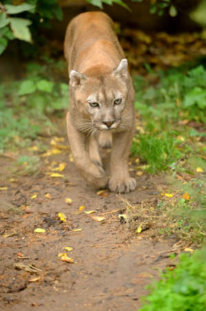 Cougar