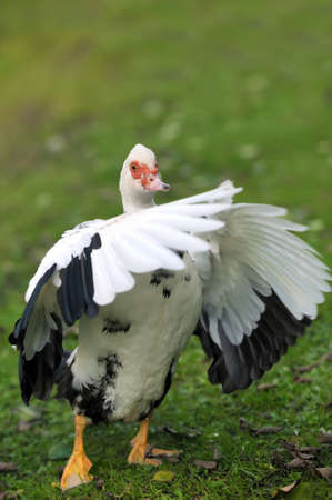 Muscovy Duckの写真素材