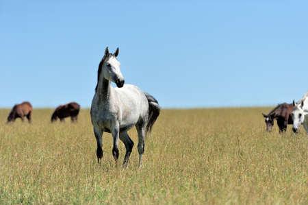 Horse in meadow. Summer dayの写真素材