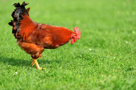 Beautiful Rooster in grass on a farmの写真素材
