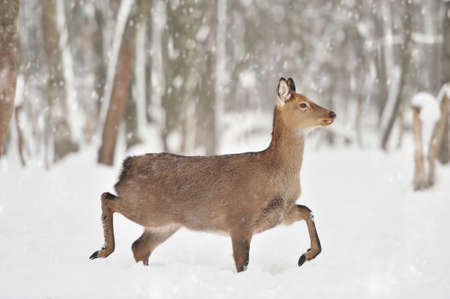 Young deer in winter forestの写真素材