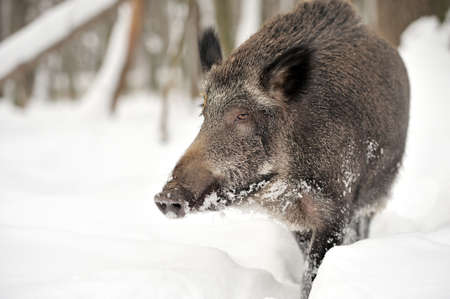 Wild boar in winter forestの写真素材