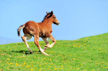 Colt on a meadow in summer dayの写真素材