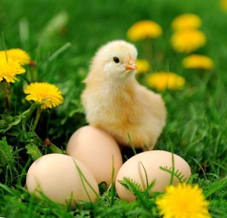 Little chicken and egg on the grassの写真素材