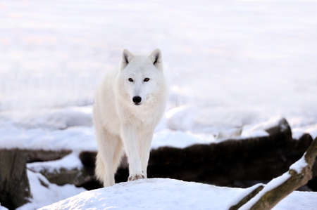 Beautiful wild white wolf in winter