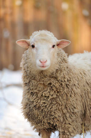 Young sheep in winter dayの写真素材