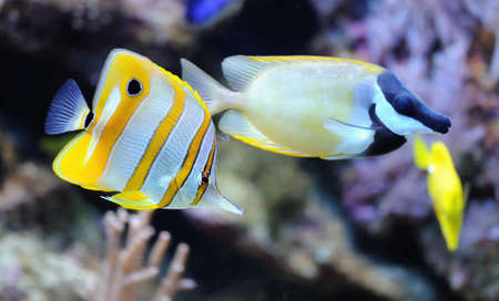 Photo of a tropical fish on a coral reefの写真素材