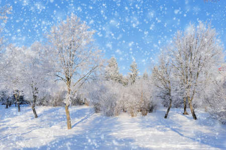 Winter park in snow in sunny dayの写真素材