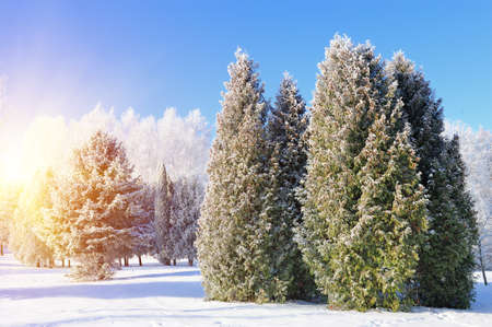 Winter park in snow in sunny dayの写真素材