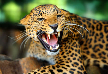 Leopard portrait Leopard portrait