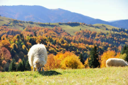 Sheep on a autumn fieldの写真素材