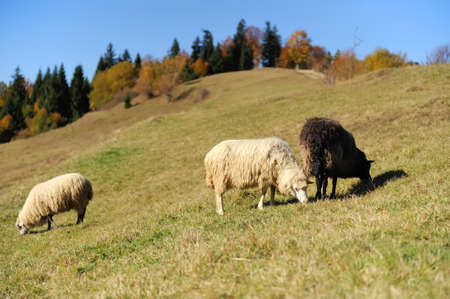 Sheep on a autumn field