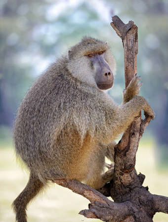 Young olive baboon in Masai Mara National Park of Kenyaの写真素材