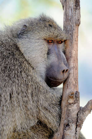 Young olive baboon in Masai Mara National Park of Kenyaの写真素材