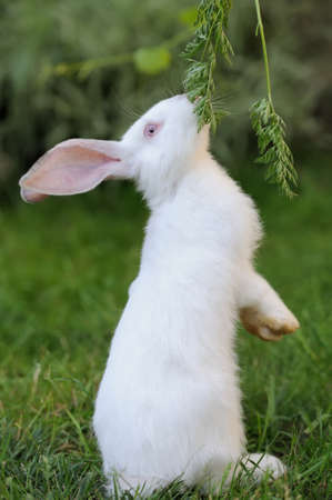 Baby rabbit in grass. Summer day