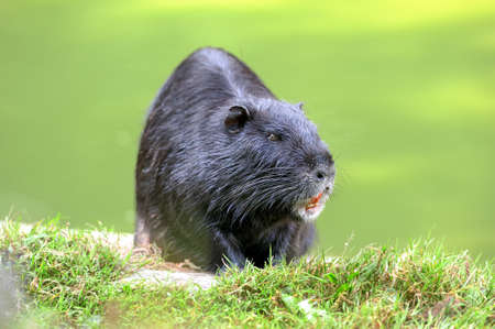 Beautiful muskrat on green grassの写真素材