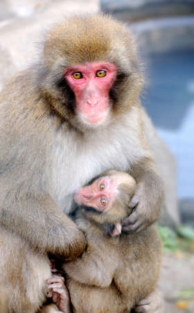 Monkey with a babyの写真素材