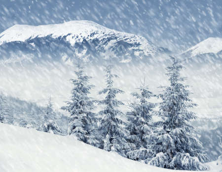 Beautiful winter landscape with snow covered treesの写真素材
