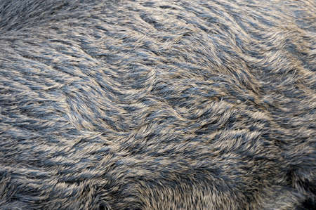 Texture of a skin of a wild boar as backgroundの写真素材