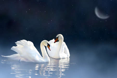 Love couple swan in night lakeの写真素材