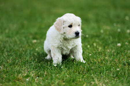 Baby swiss shepherd sitting on green carpetの写真素材