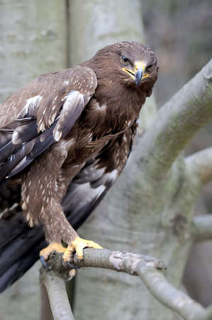 Hawk on a branch in forestの写真素材