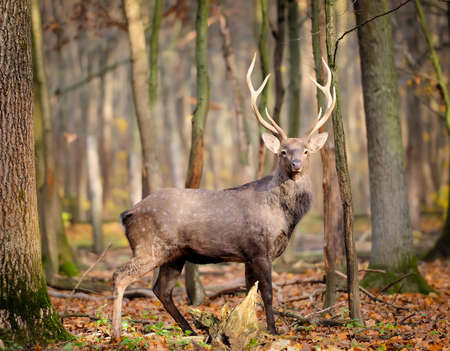 Young doe deer in forestの写真素材