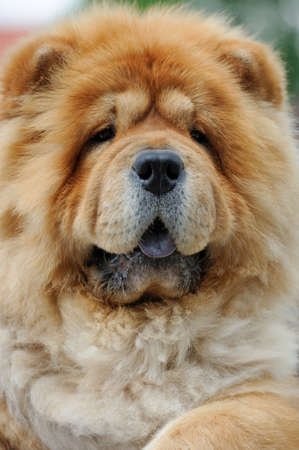 Close-up portrait brown chow chow dogの写真素材
