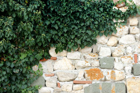 Stone wall with copy space framed by Ivyの写真素材