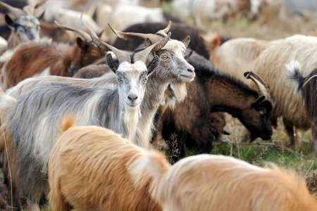 Goat in meadow. Goat herdの写真素材