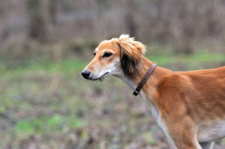Russian borzoi dogの写真素材