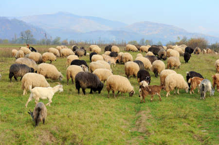 Sheep herd in summer meadow