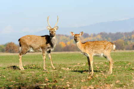 Beautiful Red Deer in meadow