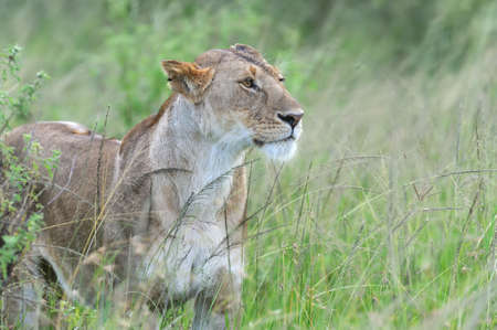 Beautiful Lion in the grass of Masai Mara, Kenyaの写真素材