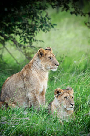 Beautiful Lion in the grass of Masai Mara, Kenyaの写真素材