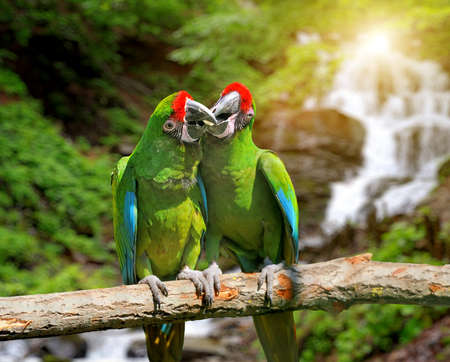 Green Parrot (Severe Macaw) against tropical waterfall backgroundの写真素材