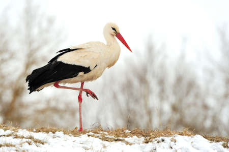Beautiful stork at the park outdoorsの写真素材