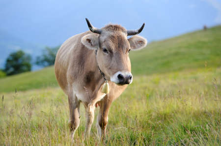 Cows on a summer meadow in mountainsの写真素材