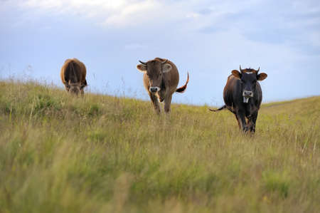 Cows on a summer meadow in mountainsの写真素材