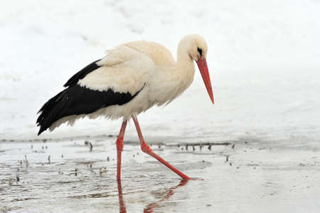 Beautiful stork at the park outdoorsの写真素材