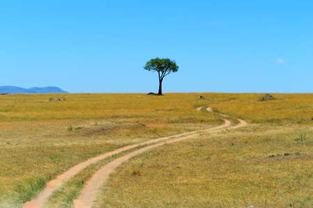 The lonely tree. Kenya, Eastern Africaの写真素材