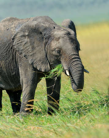 Elephant in the wild - national park Kenyaの写真素材