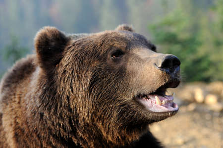 Young brown bear in the wild forestの写真素材